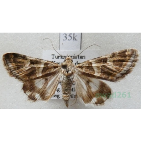 Drasteria picta (Christoph, 1877) Turkmenistan35k